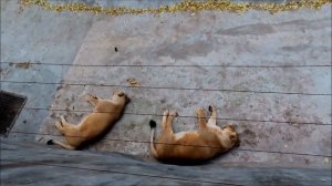 Животные московского зоопарка (Animals of Moscow Zoo)