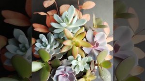 Композиции из Суккулентов