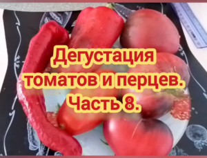 Дегустация томатов и перцев.  Часть 8.