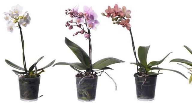 ОСНОВНЫЕ ПРАВИЛА УХОДА ЗА ОРХИДЕЯМИ / ВИДЕО ДОСТУПНО В 4К ФОРМАТЕ / ОРХИДЕИ смотреть онлайн