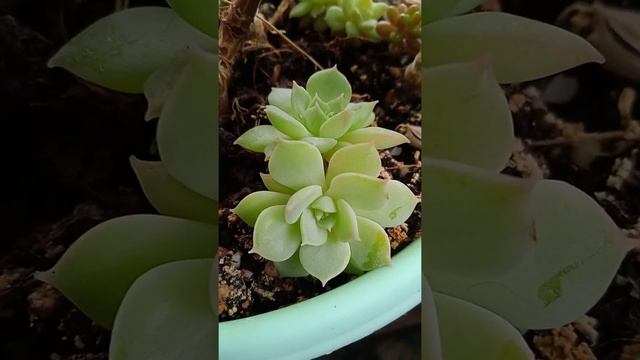 Эхеверия#shorts Суккуленты, комнатные цветы, балконные цветы Echeveria