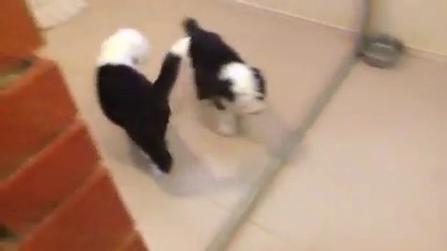 Щенки бобтейла смотреть онлайн