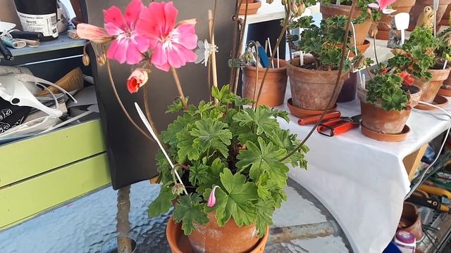 Gorgeous zonartic pelargonium 'Lara Meisha ' смотреть онлайн