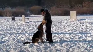 Немецкая овчарка. Работа на охрану. Задержание. Дрессировка собак