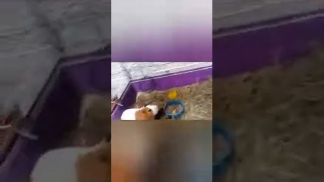 Неужели новое видео?! Пеппа не девочка?новое имя для морской свинки? смотреть онлайн