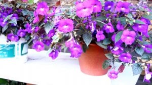 Ахименес на улице: да или нет?