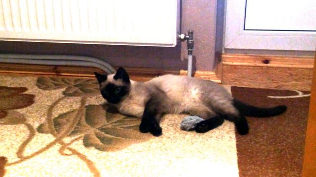 Сеня отдыхает смотреть онлайн