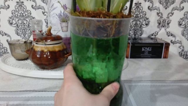 Орхидея без корней.Мильтониопсис.(((