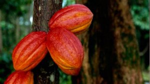 Откуда берется шоколад