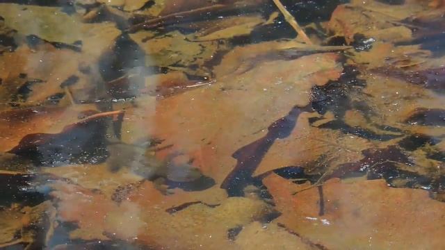 Углозуб приморский смотреть онлайн