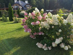 Метельчатая гортензия Magical Candle, про нормирование побегов