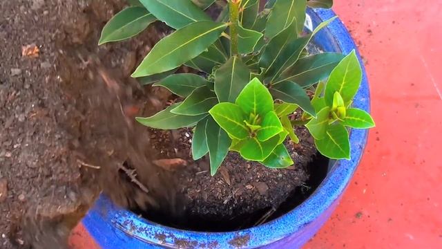 How to grow a Bay Tree смотреть онлайн
