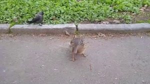 Дикий селезень ест с рук. Парк, Орёл.