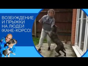 Возбуждение и прыжки на людей (Кане-корсо)