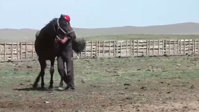 как Казахи обучают лошадей смотреть онлайн