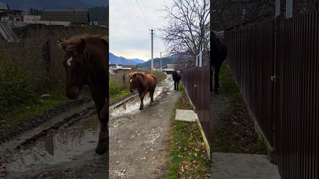 Грациозная чемальская  походка, Чемал, республика Алтай