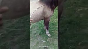 Обучение дикой лошади