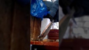 Разделка муксуна для строганины