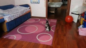 Копия видео Минор кролик