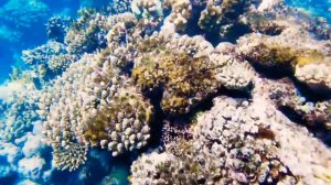 Renaissance Golden View Beach - отель 5* в Шарме : риф, море, бассейны