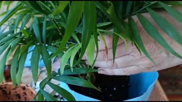 ХАМЕДОРЕЯ. ПЕРЕСАДКА И УХОД