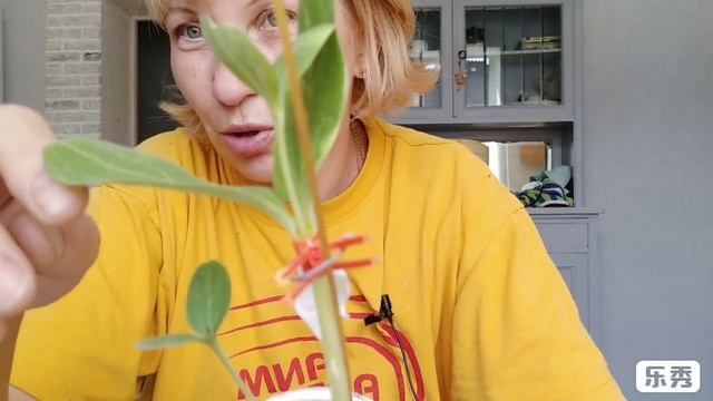 Как привить арбуз на лагенарию.Мой неправильный метод. Но он работает! смотреть онлайн