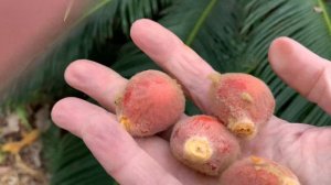 Harvesting Sago palm seeds in Central Texas