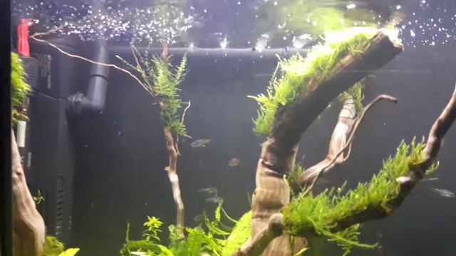 Аквариум с Галактикой смотреть онлайн