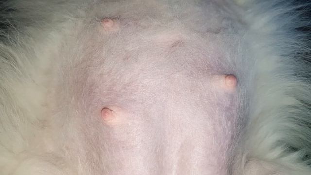 61 день беременности шпица смотреть онлайн