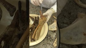 Соединения костей плечевого пояса и свободной верхней конечности