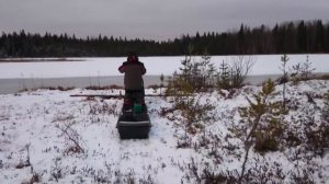 Хайповая собака - новый "Паксус".