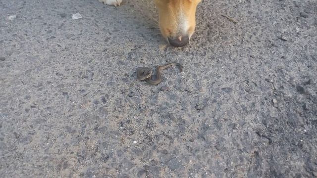 Змея во дворе смотреть онлайн