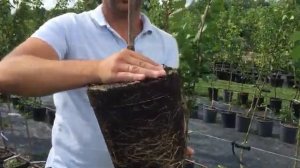 Посадка деревьев ЛЕТОМ