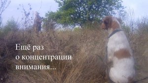 Воспитание щенка, дрессировка, натаска. Эпаньол бретон.