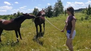 Лошадей удивляет и радует, если они встречают людей, способных на контакт...