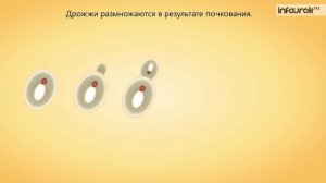 Плесневые грибы и дрожжи | Биология 6 класс #9 | Инфоурок