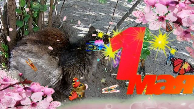 КОТ И РЫБА ПОЗДРАВИЛИ ВАС с 1 Мая! Музыкальная ВИДЕО ОТКРЫТКА С ПЕРВОМАЕМ ДРУЗЬЯ!!