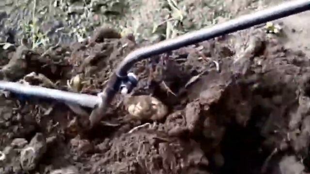 Картофелекопатель мотолебедки Бычок