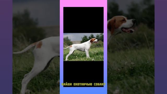 пиши в комментариях какой из этих собак охотничья 🐶🐶🐶🐶🐶🐶🐶🐶🐶🐶🐶🐶🐶🐶🐶🐶🐶🐶🐶🐶🐶🐶🐶🐶🐶🐶🐶🐶🐶🐶🐶🐶🐶🐶🐶🐶🐶