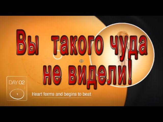 Как развивается эмбрион куриного яйца по суткам | СЕКРЕТЫ ИНКУБАЦИИ