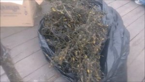 Фукус и ламинария (Белое море)