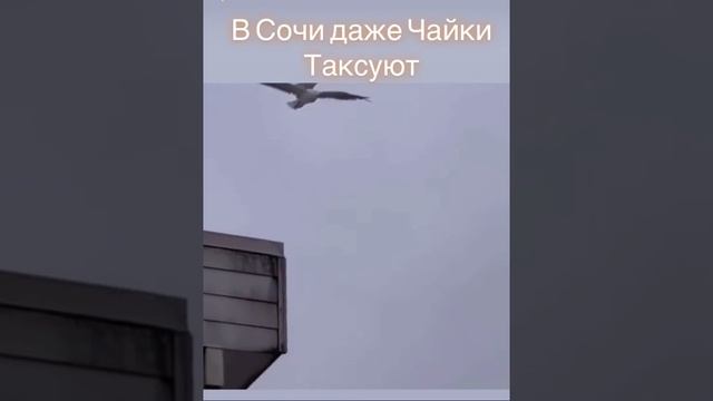 Самый лучший таксопарк ?