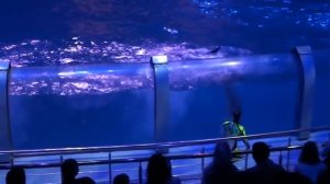 Новогоднее шоу "Затерянный мир" в Москвариуме на ВДНХ