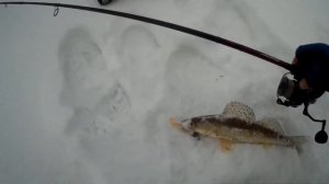 ЗИМНИЙ СПИННИНГ.Мандула и СУДАК