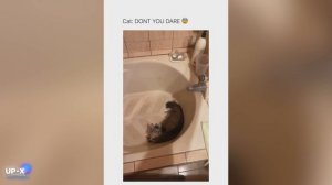 ПРИКОЛЫ С КОШКАМИ №501 Смешные Коты И Котята! Самые Милые И Прикольные!.mp4