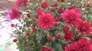 Как сохранить хризантему мультифлора до весны.