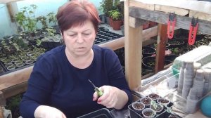 Душистая вариегатная пеларгония и обо всем понемногу