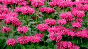 Монарда  - декоративное и пряно-ароматическое растение