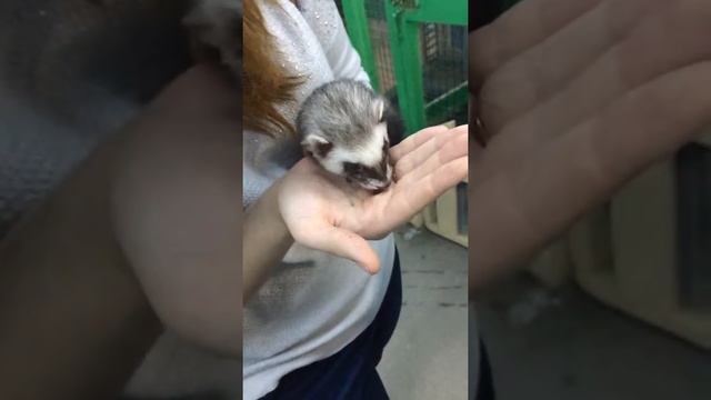 хорек Ferret feed кормление корм ferretism