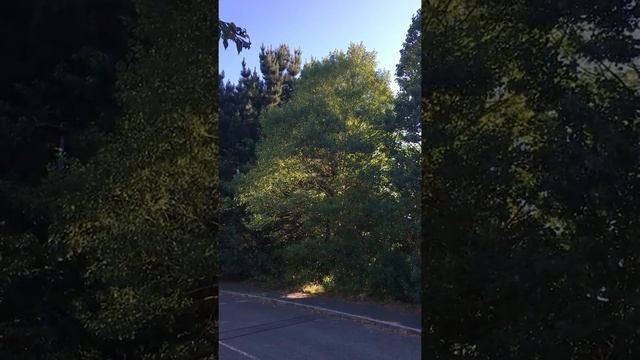 Aspen (Populus tremula) - tree - June 2018